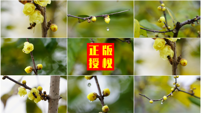 【升格】腊梅雨滴特写、蜜蜂