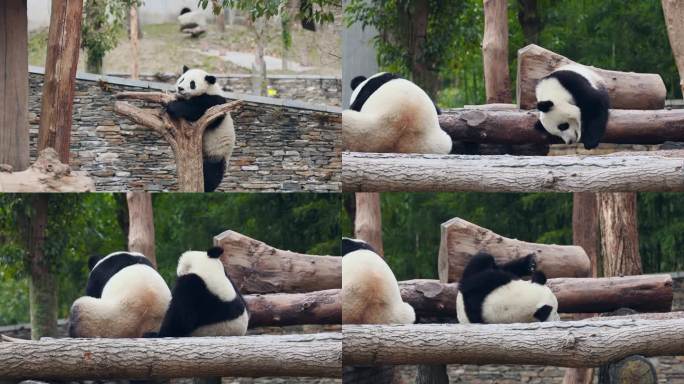 成都卧龙大熊猫