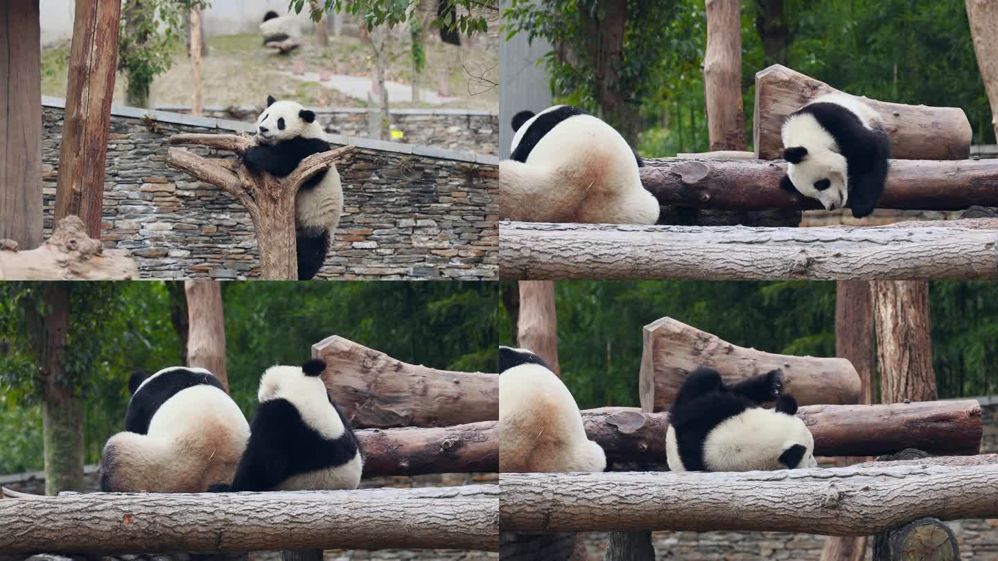 成都卧龙大熊猫