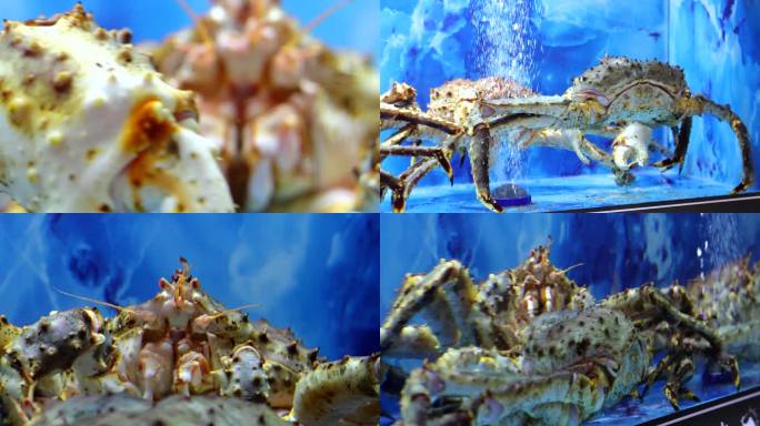 海鲜池里的帝王蟹 微距拍摄