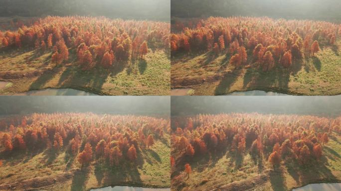 小芝红树林冬日早晨逆光原片