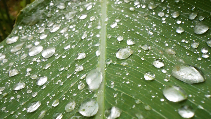 水森林水滴滴水大自然水滴树叶下雨滴森林水