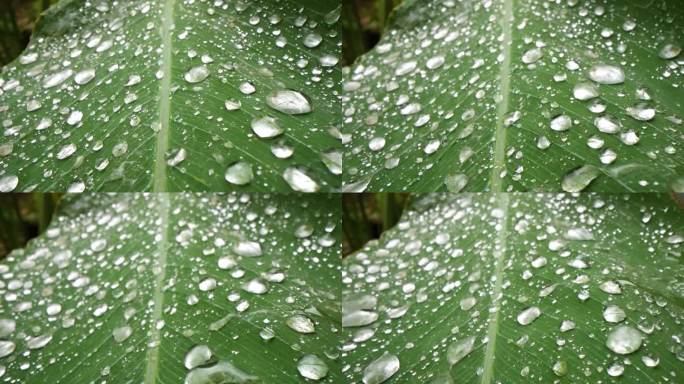 水森林水滴滴水大自然水滴树叶下雨滴森林水