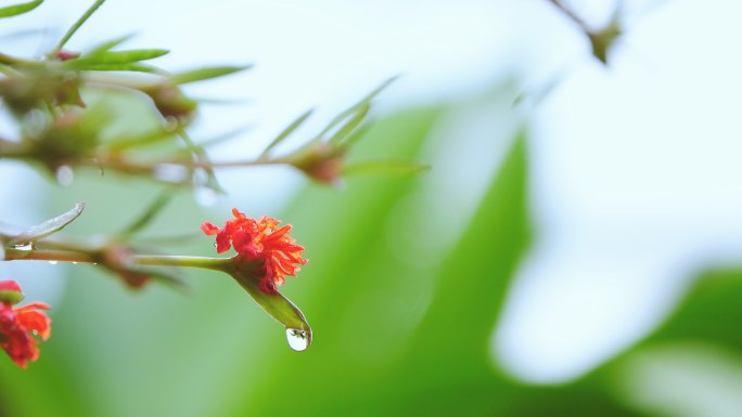 雨天的花朵。水滴水绿叶露珠甘露