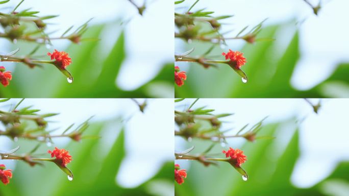 雨天的花朵。水滴水绿叶露珠甘露