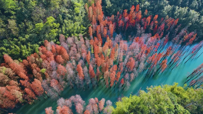 航拍水杉树水杉林