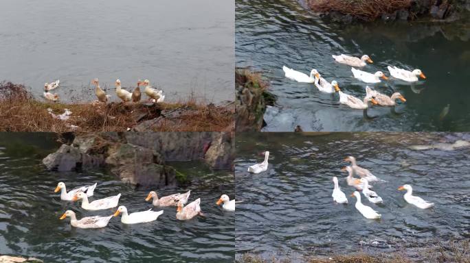 农村自然风光放养的鸭子鸭群觅食戏水实拍