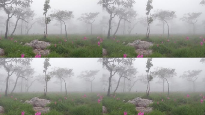 泰国柴府省森林中的Krachiew花田。雨季旅行的概念。