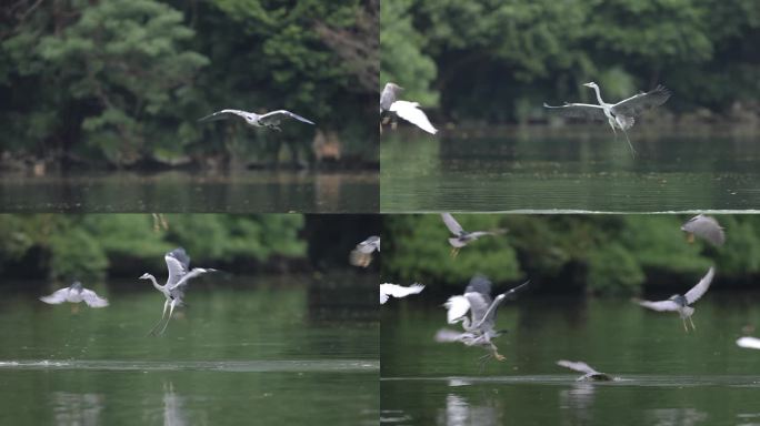 苍鹭飞行、抓鱼