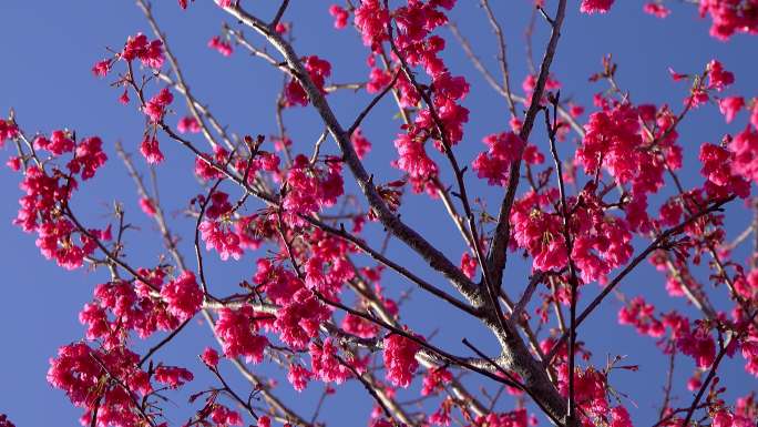树上开着粉红色的花