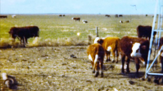 牧场上的奶牛（1950年代档案）