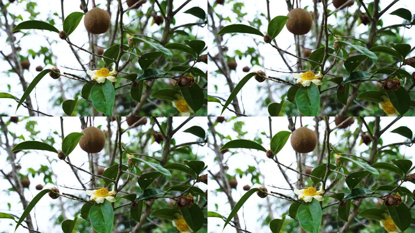 茶花茶籽同株茶油山果树种植基地大颗花乡村