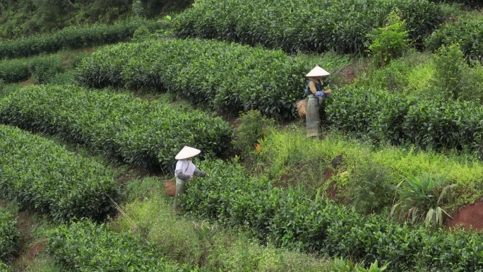 航拍茶园采茶