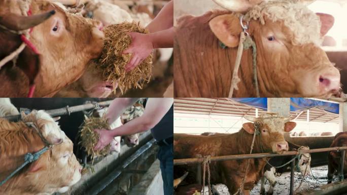 黄牛 牛 畜牧业 养殖业 养牛场 养殖场