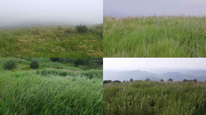 风吹草地草原荒原野外青青小草背景空镜