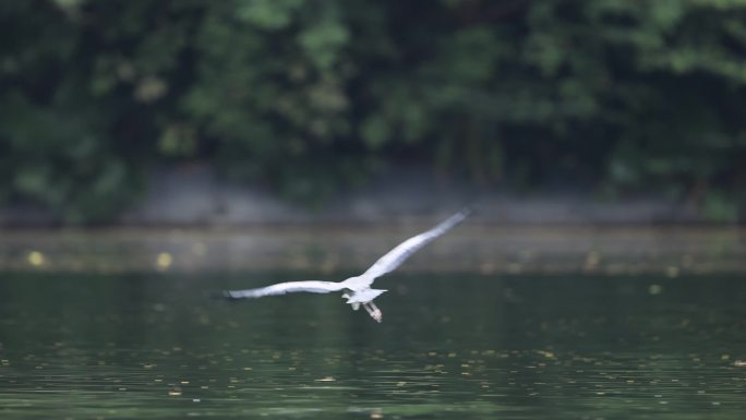 苍鹭飞行、抓鱼