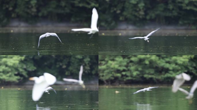 苍鹭飞行、抓鱼