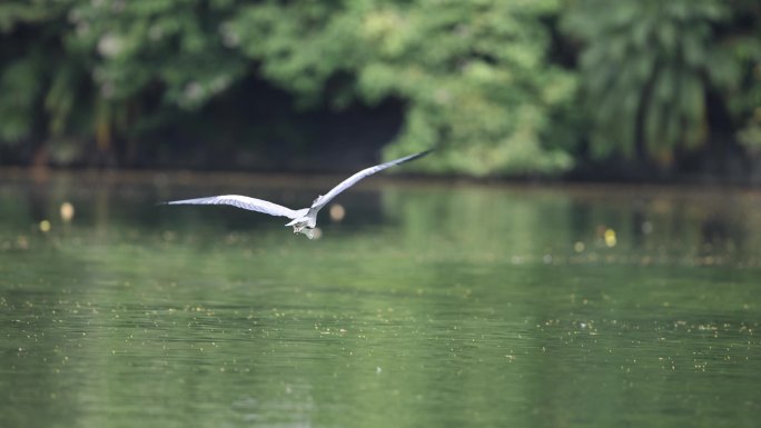 苍鹭飞行、抓鱼