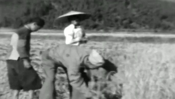 30、40年代 水稻收割