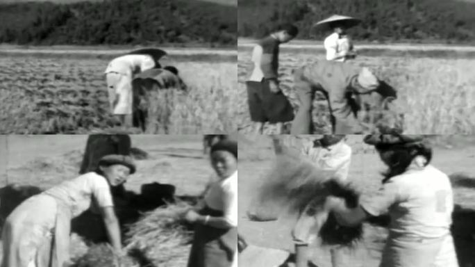 30、40年代 水稻收割
