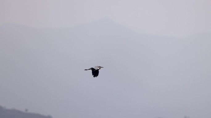 苍鹭飞行、抓鱼