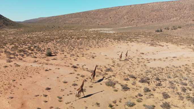 长颈鹿站在阳光明媚的偏远野生动物保护区
