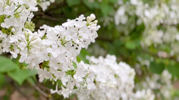 美丽多姿、丁香花、花视频素材 02