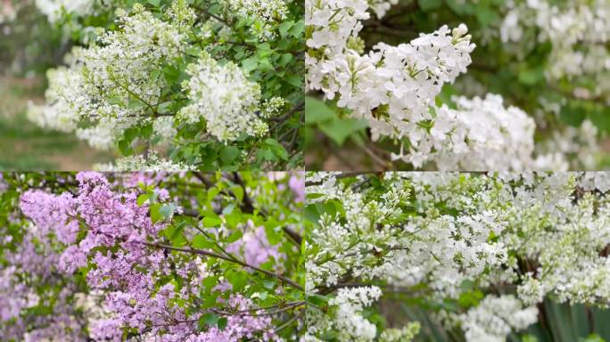 美丽多姿、丁香花、花视频素材 02