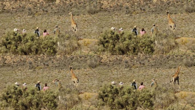 野生动物园旅游团在阳光明媚的野生动物保护区观看长颈鹿