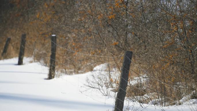 冬季雪路边上的森林防护网（意境）