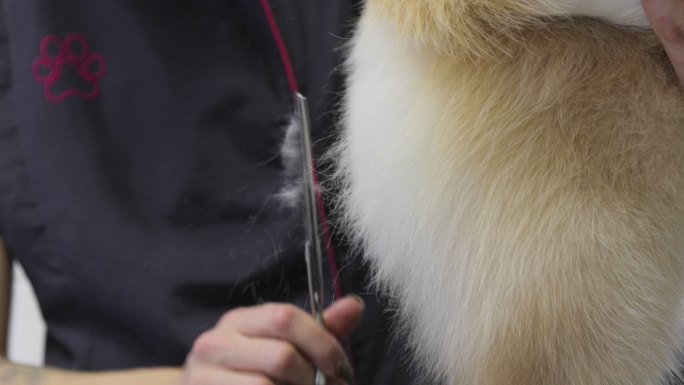 动物美容师在沙龙为狗剪毛的特写