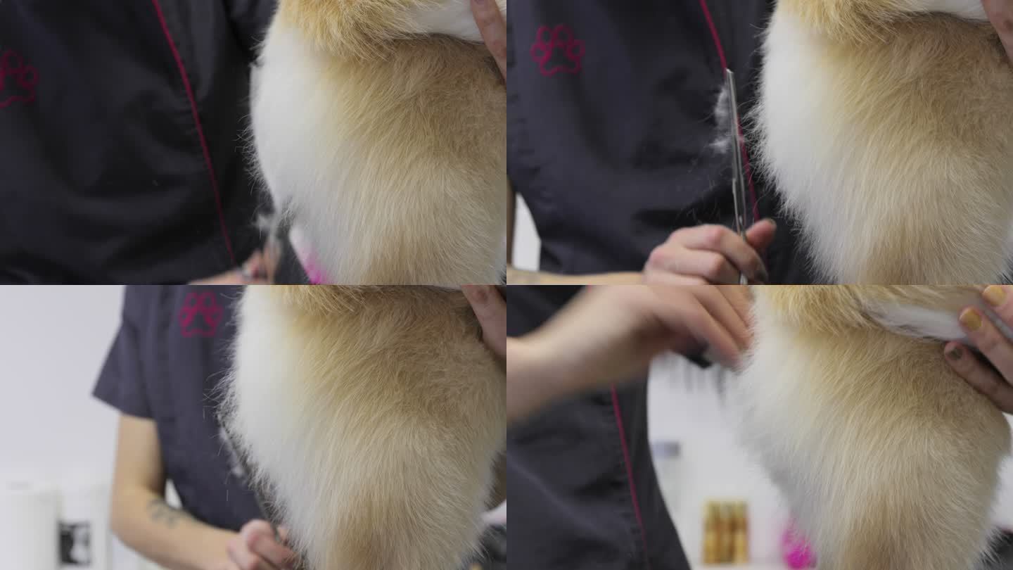 动物美容师在沙龙为狗剪毛的特写