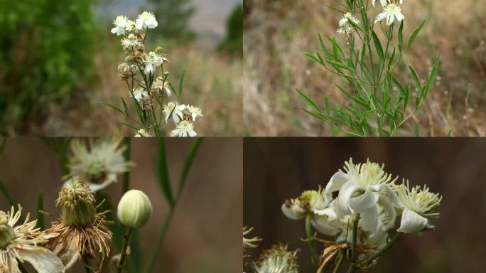 棉团铁线莲 花 叶 植株