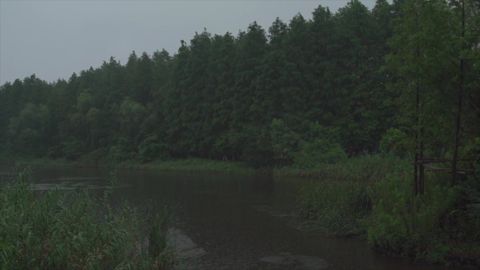 日系清新白噪音雨水植物4K