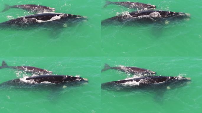 南露脊鲸在开普敦的假海湾玩耍