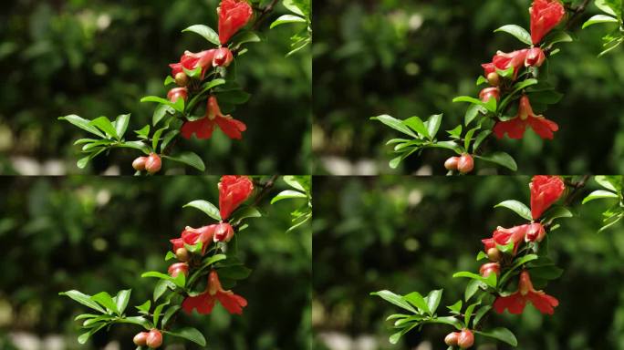 石榴花鲜艳石榴花特写树枝