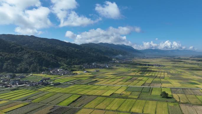 秋日金色稻田延时