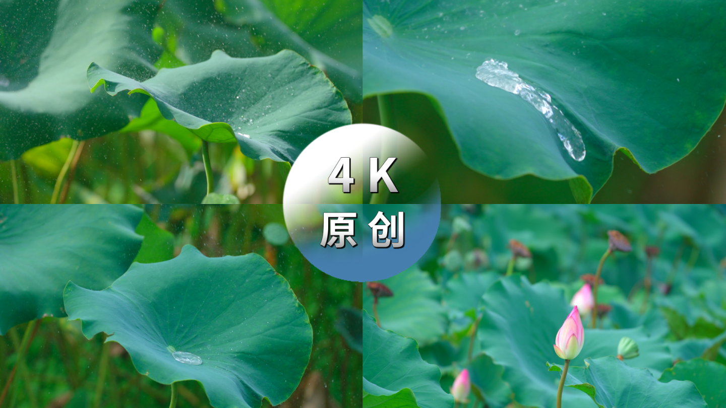 4K实拍荷花荷叶莲子