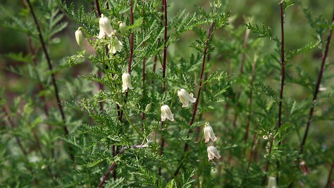 芹叶铁线莲 花 叶 植株