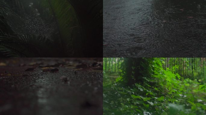 植物雨水白噪音治愈自然二十四节气4K