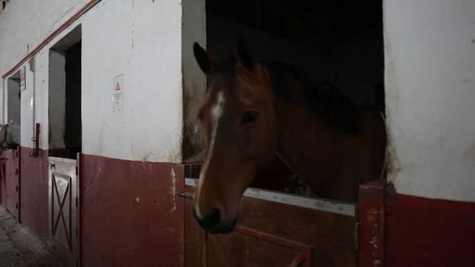 棕色的马从马厩的窗户向外看。