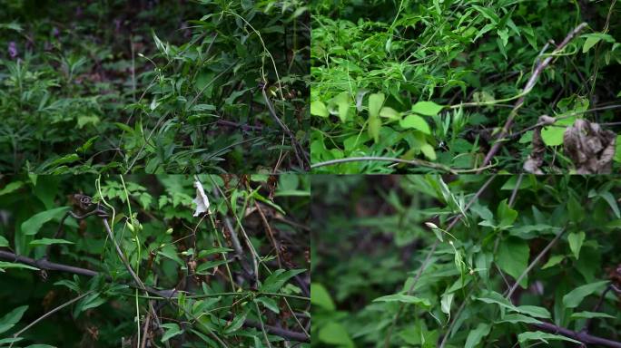 秦岭铁线莲 山木通 花蕾 植株 生境