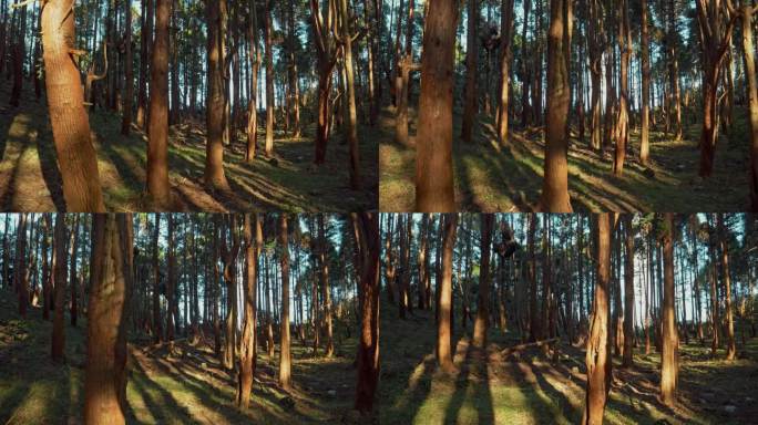 阳光树林树木光影