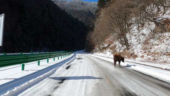 第一视角开车积雪公路行驶冬天开车视角U