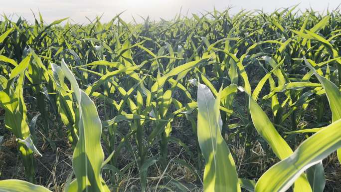 科罗拉多州干旱气候农业田间玉米谷物植物在炎热的夏季视频系列