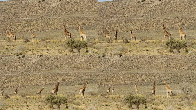 长颈鹿在阳光明媚的野生动物保护区活动
