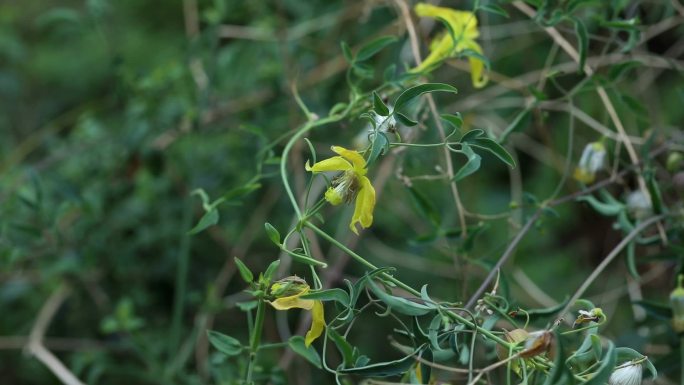 黄花铁线莲 透骨草 花 植株