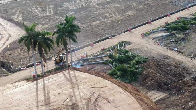 砍伐椰子树 废弃椰子树 航拍砍树