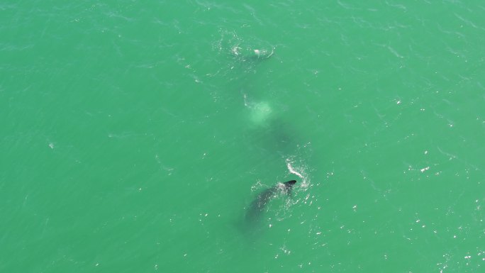 鲸鱼妈妈和她的小海豚在海里玩耍
