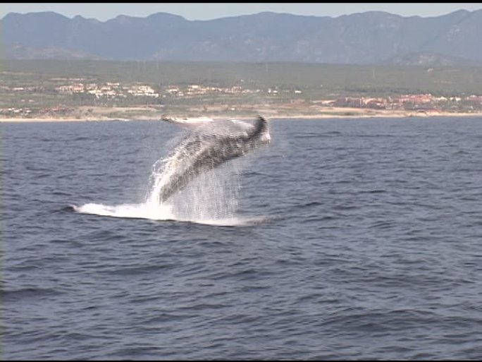 鲸鱼违约鲸鱼大海海面喷水